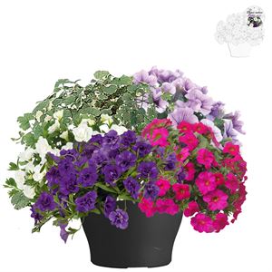 Afbeelding van TP26 Super Mix 2